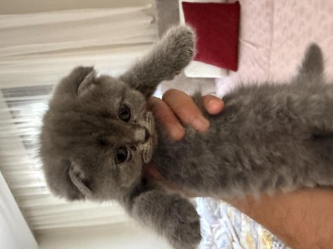 Scottish fold yavrular