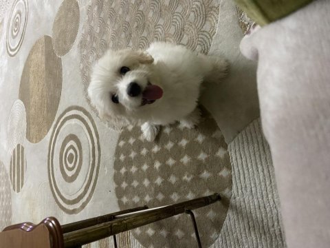 Maltipoo dişi 3 aylık
