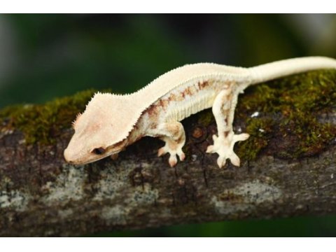 Super kalite crested geckolarımız