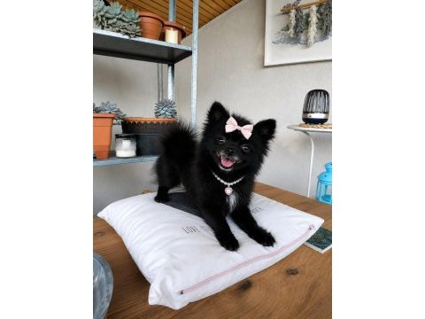 Türkiye'de bulunan en minik pomeranian 1.120 kilogram