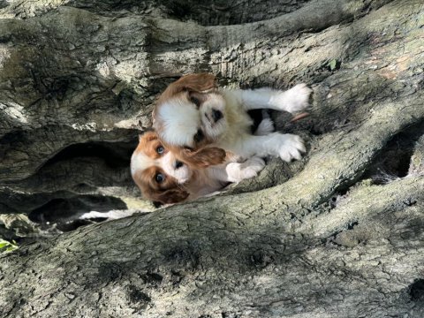 Anne altından cavalier king charles