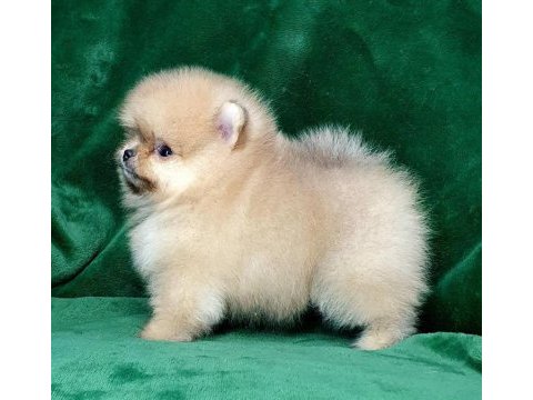 Teddy bear boo yavrular taksitle heryere gönderilir