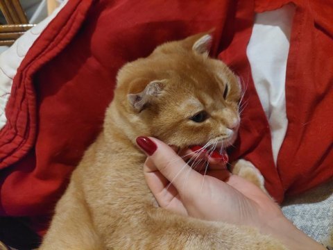 7 aylık aşıları tam erkek british shorthair kedimiz