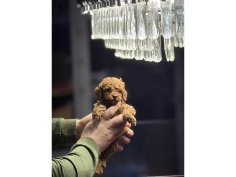 Teacup poodle yavrularımız yeni yuvasına hazır