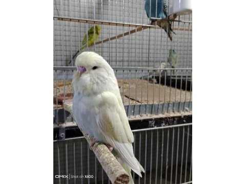 Konuşturmalık renk güzeli show jumbo muhabbet kuşu yavrular