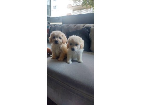 Sevimli pati maltipoo