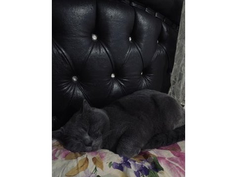 Kedimize geçici yuva aranıyor
