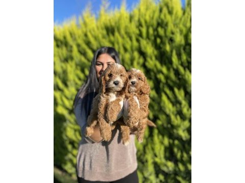 Safkan maltipoo yavrularım