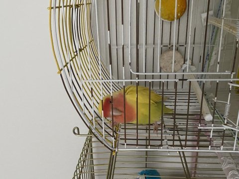 Damızlık yumurta veren dişi sevda papağanı