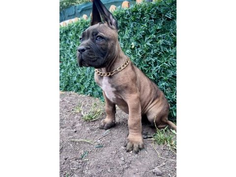 60 günlük cane corso yavrular