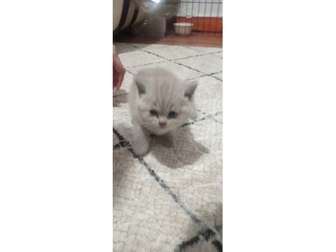 Lilac british shorthair bebekler