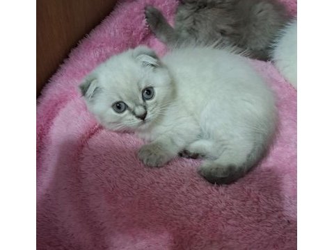 Scottish fold yavru kedimiz için ulaşınız