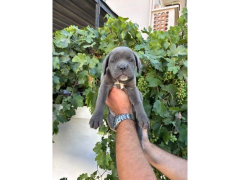 Cane corso yavrularımız