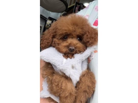 Tokyo hanım poodle