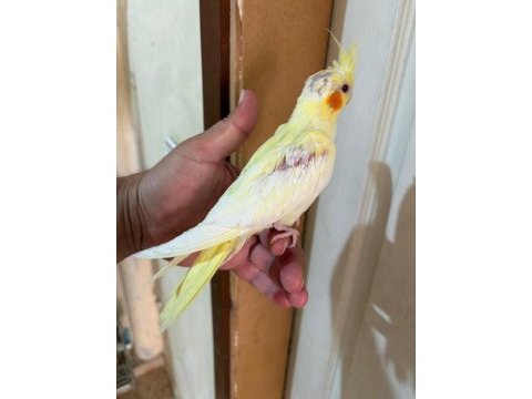 40 günlük lutino bebek sultan papağanı