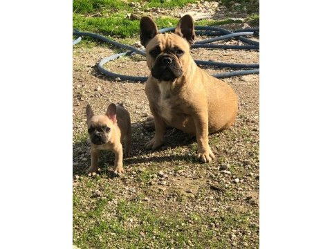 Micro 2 yaşında french bulldog kızımız