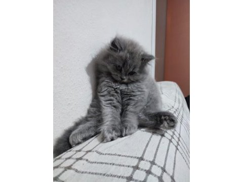 Kedi kızımın ilk yavruları dişi british longhair