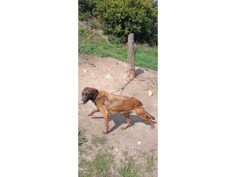 Belçika malinois köpeğimiz 4 yaşında