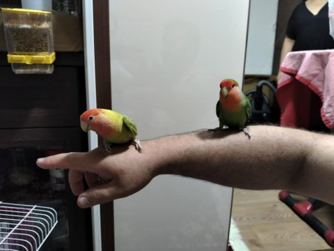 Erkek ve dişi sevda papağanlarım