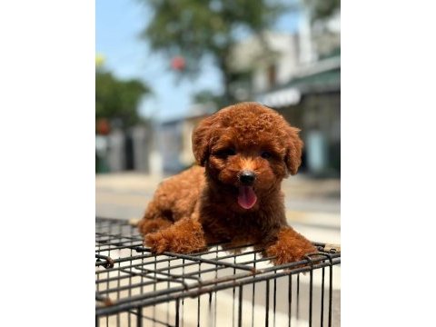 Toy poodle yavrularımız