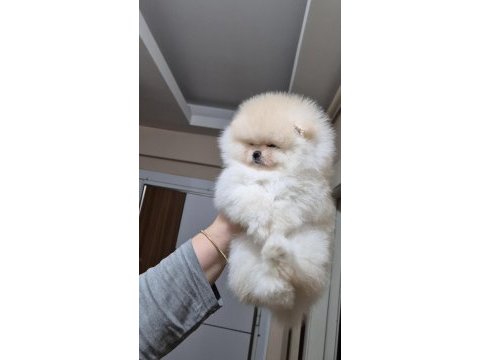 Üst kalite efsane dişi pomeranian