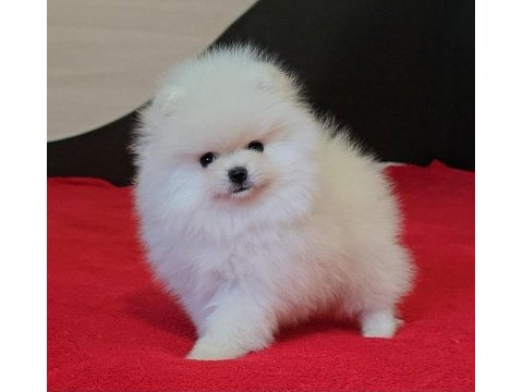 Sağlık ve ırk garantili pomeranian boo