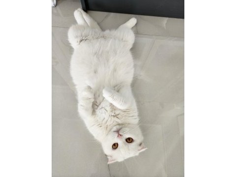 Safkan bebeklerimizi sahiplendiriyoruz scottish fold
