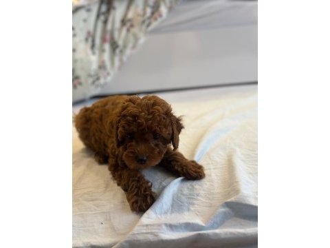 Toy poodle yavruları yeni yuvalarını bekliyor