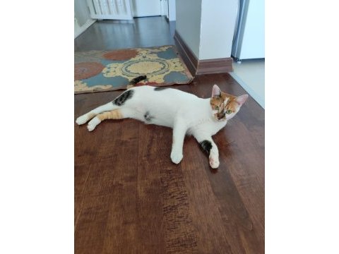 1 yaşında calico iki kız kardeş kediler
