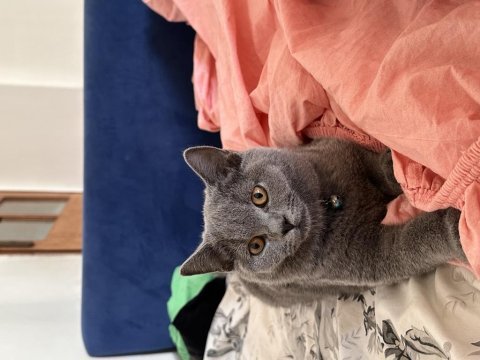 3 aylık erkek british shorthair tuvalet eğitimi vardır