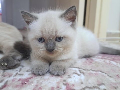 British shorthair ve scottish blue point yavrular