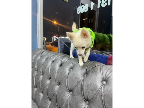 4 aylık dişi aşıları yapılmış çok akıllı chihuahua