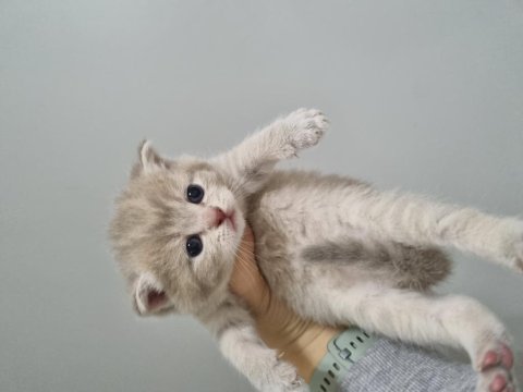 1 nisan doğumlu british shorthair