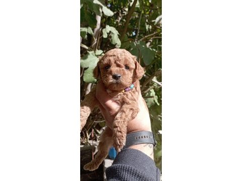 Toy poodle ev ortamından