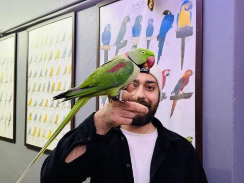 Evcil eğitimli konuşan halkalı alexander papağanı
