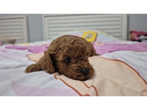 10 güne teslim kore anne babadan safkan kore poodle bebekler