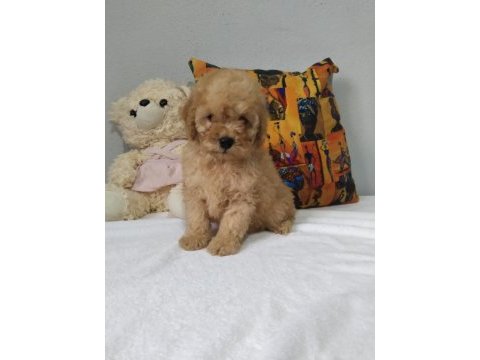 Rengarenk poodle minnoşlar sizlerin olmaya hazır