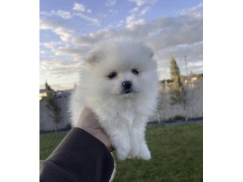 Pomeranian boo köpeği