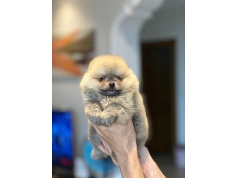 Pomeranian boo yavrular