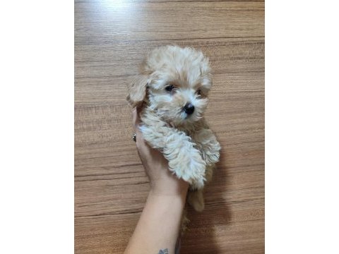 F2 duble dizayn baby maltipoo