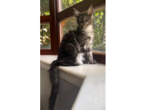Wcf üyesi grand design catteryden black smoke maine coon