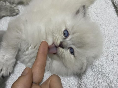 Beyaz british longhair