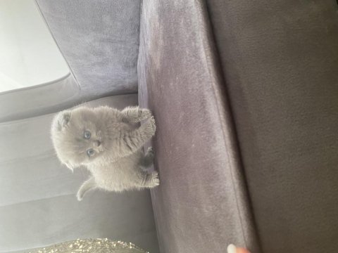 Orijinal anne babadan scottish fold yavrular