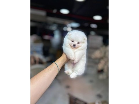 Pomeranian boo 60 günlük