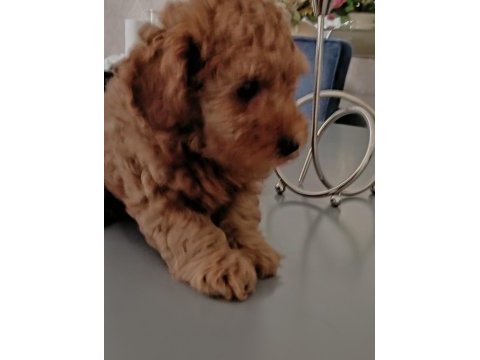 Anne altından 2 aylık erkek toy poodle