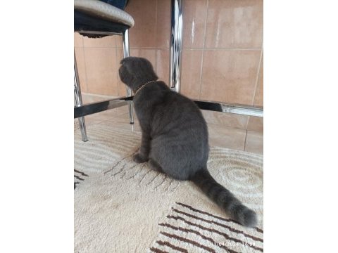 Satılık 5 aylık scottish fold