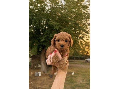 Red kore micro teacup maltipoo