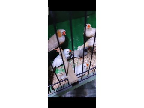 Jumbo ve mutasyon hint bülbülleri