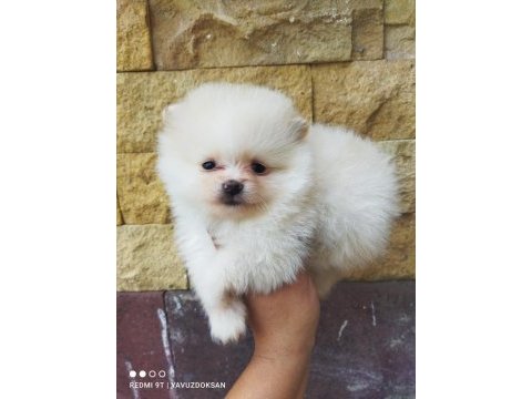 Pomeranian boo yavrularımız