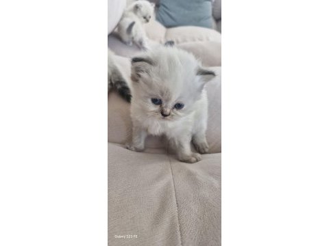 Sevgi dolu yuvalarını arayan 3 british longhair yavru